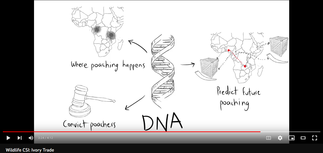 Wildlife CSI: Ivory Trade