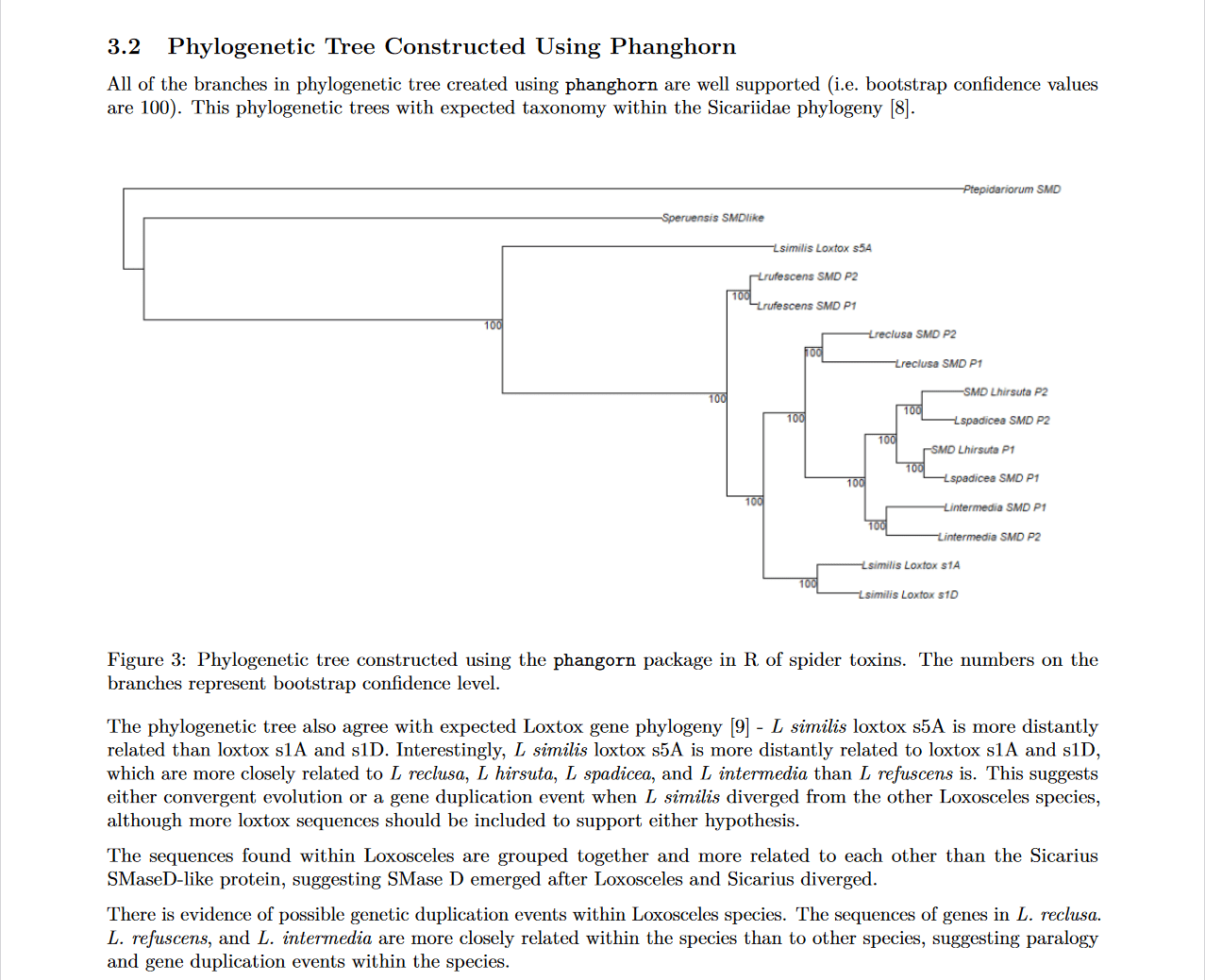 Phylogeny in R
